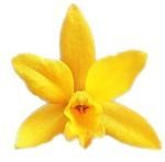 cattleya orchid care