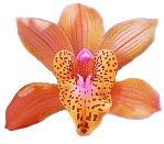 cymbidium orchid care