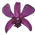 dendrobium orchid care