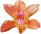 cymbidium orchid care