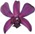 dendrobium orchid care