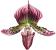 paphiopedilum orchid care