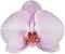 phalaenopsis orchid care