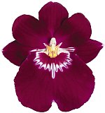 miltonia orchid care