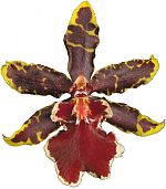 oncidium orchid care