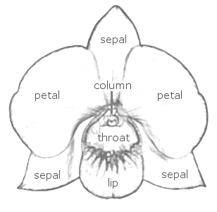 orchid flower diagram