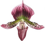 paphiopedilum orchid care