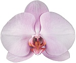 phalaenopsis orchid care
