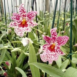 miltonia orchid