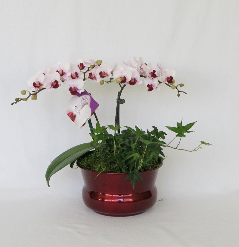 Holiday Orchid Bowl 8 inch