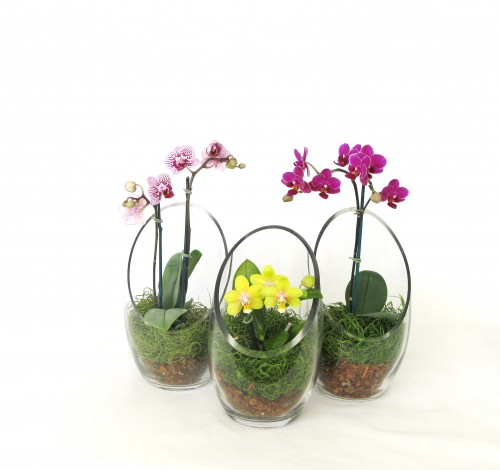 Orchid Terrariums